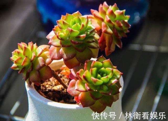 肥料|多肉不能随便养，挑这3个品种，三五年成老桩，价值涨了不少