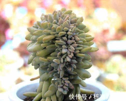 多肉醉美人怎么养教你3个小妙招,醉美人生长旺盛易缀化