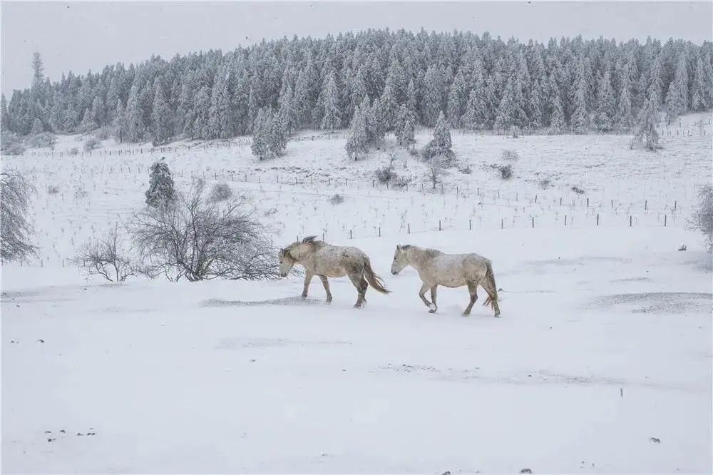 1小时飙拢！去重庆看雪！云海雪山森林，下山还能泡温泉！