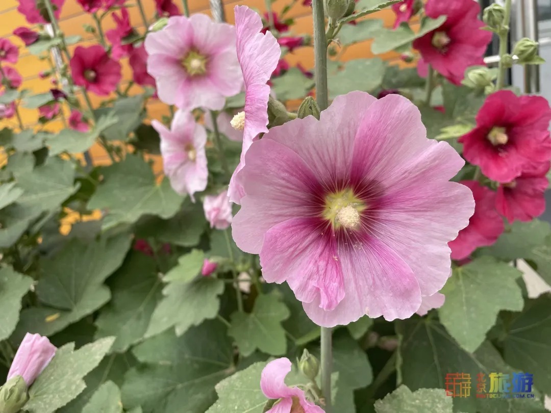 雏菊|北京亦庄超大规模雏菊花海正在盛花期，五颜六色，颜值爆表！