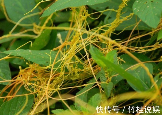 成骨细胞|菟丝子作为一种中药材，功效作用竟然有十多种不止！在乡下到处有