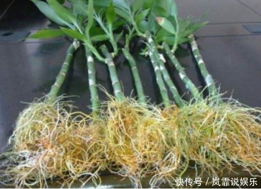 阿司匹林|5种“生根水”,家家都有,不花1分钱,扦插花卉“7天”生白根