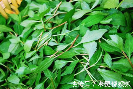 野菜|养宫就是保命！4种野菜，农村疯长，养宫护宫，保护女人，还好吃