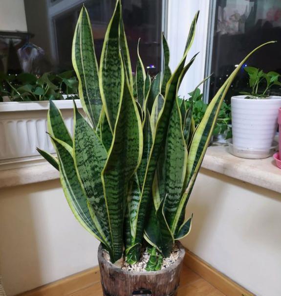 文竹|自己做点“长叶肥”,好用不烧根,文竹、发财树用完疯长不停