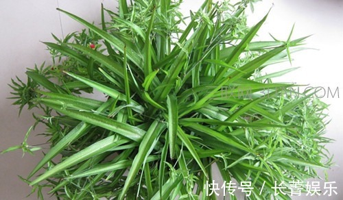 吊兰|家里和办公室基本上都有的吊兰,你了解多少,真的会养吗