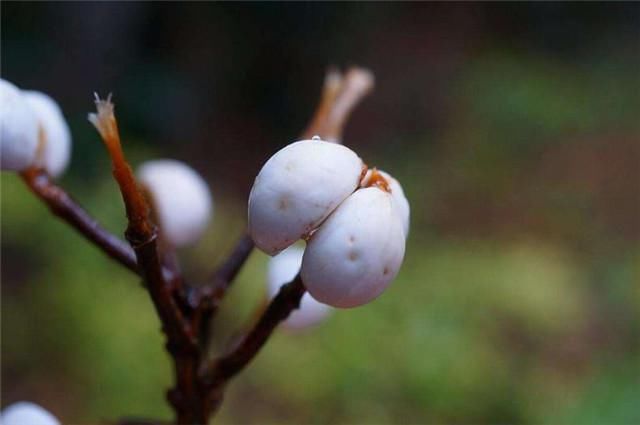  深冬|深冬乌桕似梅花：前村乌桕树，疑是早梅花