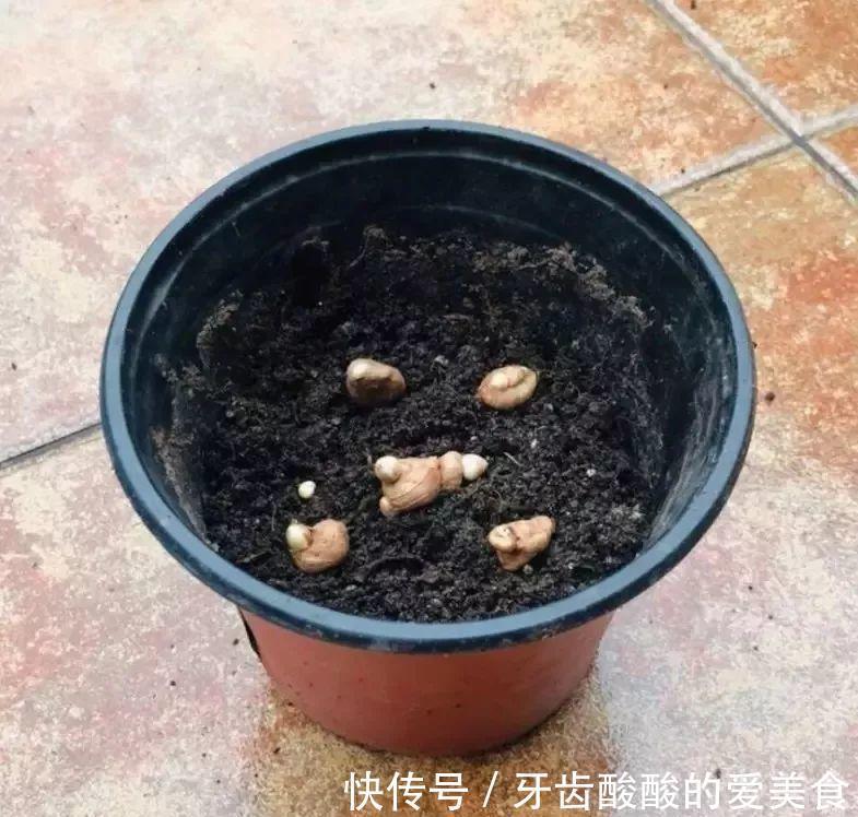 芦荟|6种“女人花”能吃又好闻,采花泡茶养容颜,女人养花,花养美女