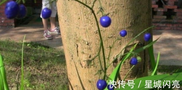 汉文帝|此草有剧毒，看到千万要注意，不要乱采摘，毒性可用来制成老鼠药