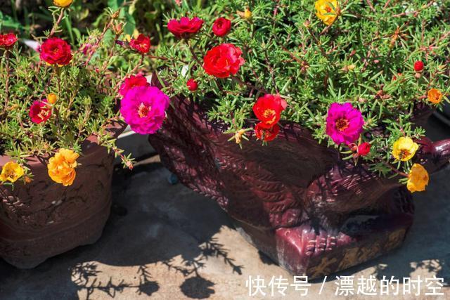 养盆栽太阳花,注意5点,疯长爆盆,枝上都是花儿,天天开不停