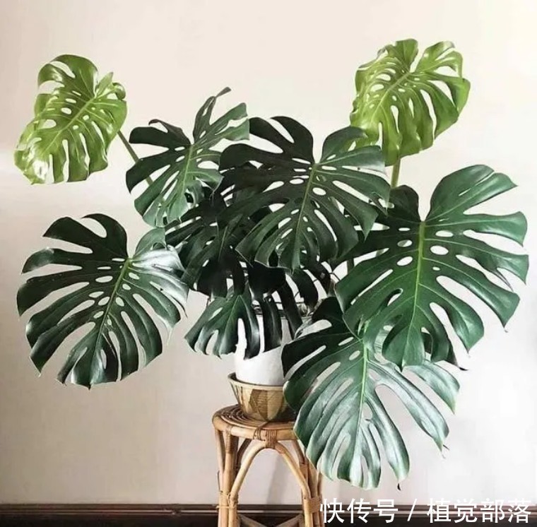 龟背竹叶子卷曲的原因与解决办法汇总