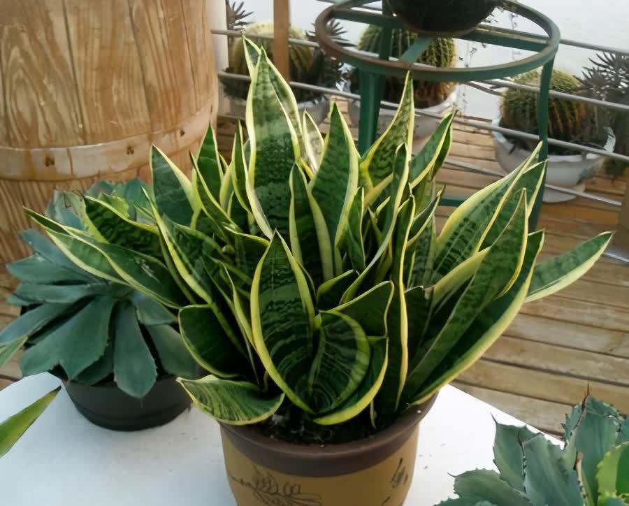 好养活的3种盆栽,一棵养出十棵,不停爆小崽,皮实又好看