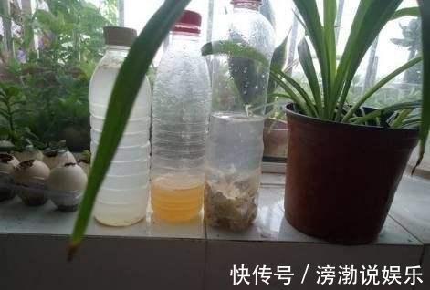 花肥|养花有“门道”，简单实用花长得好，茂盛不烂根开花一茬一茬！