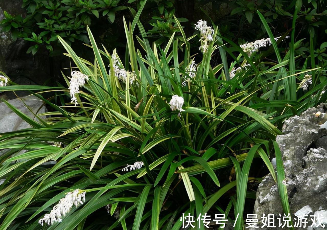 栽种|绿化带1种韭菜草,以往认为不值钱,不料其根是珍贵的麦冬