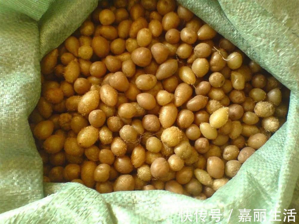 农村|曾是农村娃的零食,儿时一挖几十斤,如今却成稀罕货,一斤30元