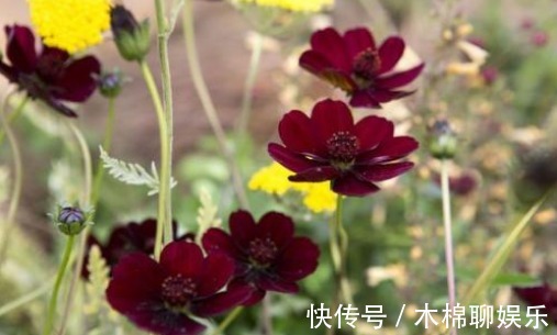 浪漫|大家见过黑色的菊花吗散发出巧克力的香味，使空气都是浪漫气息