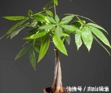 毒碱|家里养花不要瞎眼!这6种花旺财又养人,有2种花是大忌!