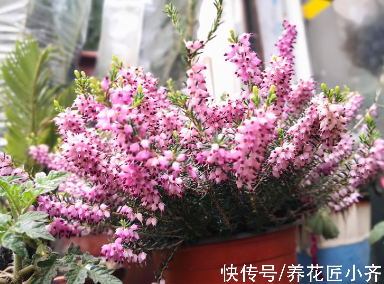 栽培|10种花中“贵货”太好看,打工仔“不舍得”买,等有钱要买一盆