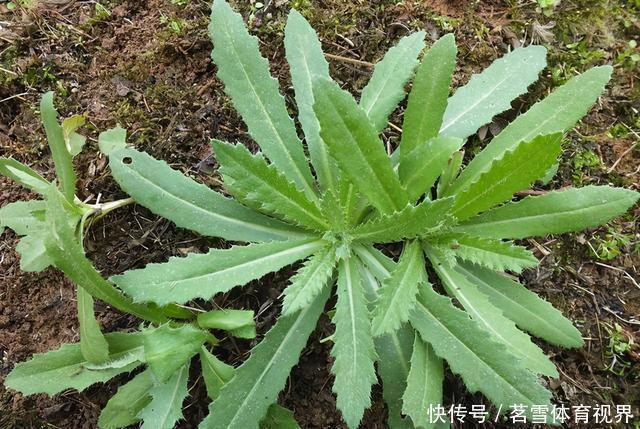 春天,野生“刺儿草”全身是宝,分享好吃做法,常食用好处多多