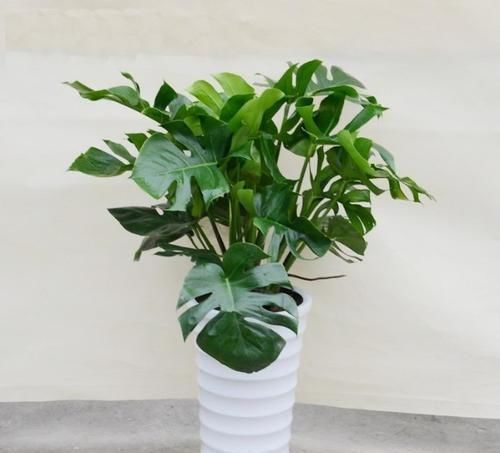 大又深的花盆不讨喜?养上这些花,做好几件事,大气又漂亮!