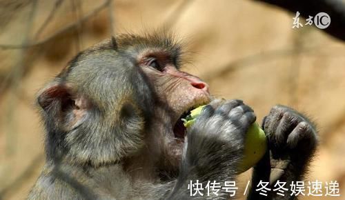 生日|属猴人你的生日要是在这天，那就“可喜可贺”啦