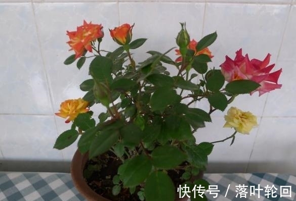 小苏打养花的3大好处,改良土壤、除臭、延长花期,你全懂吗?