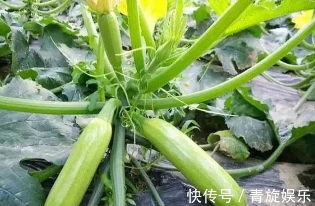 食物|女性不想成黄脸婆,常吃四种食物,祛皱淡斑,多吃还不会长胖