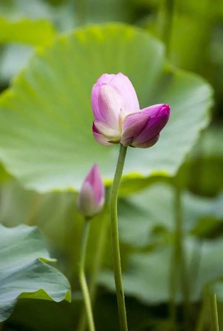 见者|见者好运＂莲莲＂哦~大明湖罕见并蒂莲雨中绽放，能保持4到5天