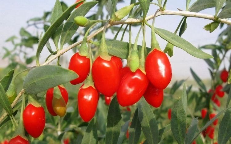 早好|聪明的女性爱吃3种食物,美容养颜、淡化皱纹,早吃早好