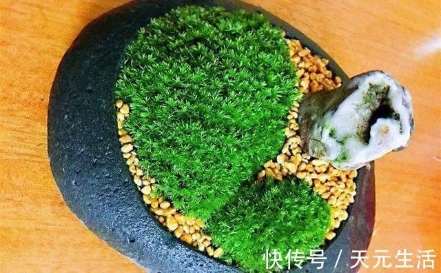 花友|花1分钟“挖青苔”，2周养成“微景观”，花友小盆景！