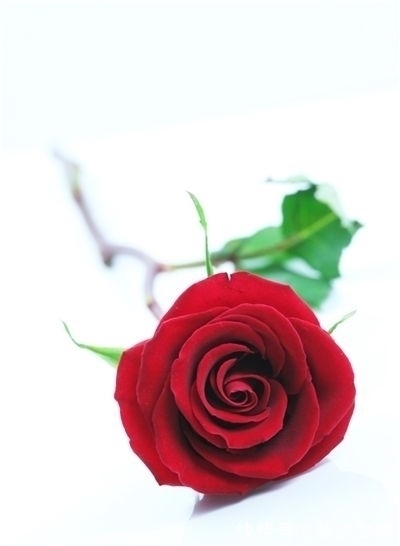 幸福生活|近段时间内,缘分与桃花大批来,向幸福生活行动的四大生肖!