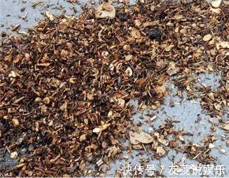 土壤|4种垃圾不会分类别担心,埋在花盆底,叶子绿得直滴油!