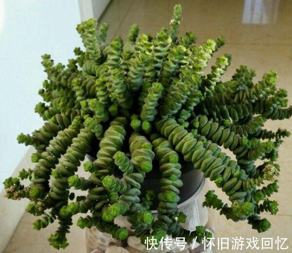 长成八爪鱼的多肉钱串,很好养,种到盆里就能长,就是没状态