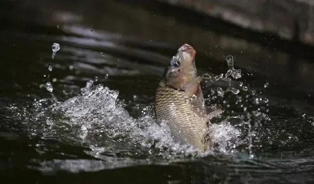 打窝何必买颗粒,2元一斤的小鸡饲料打窝,大鱼进窝快,轻松爆护