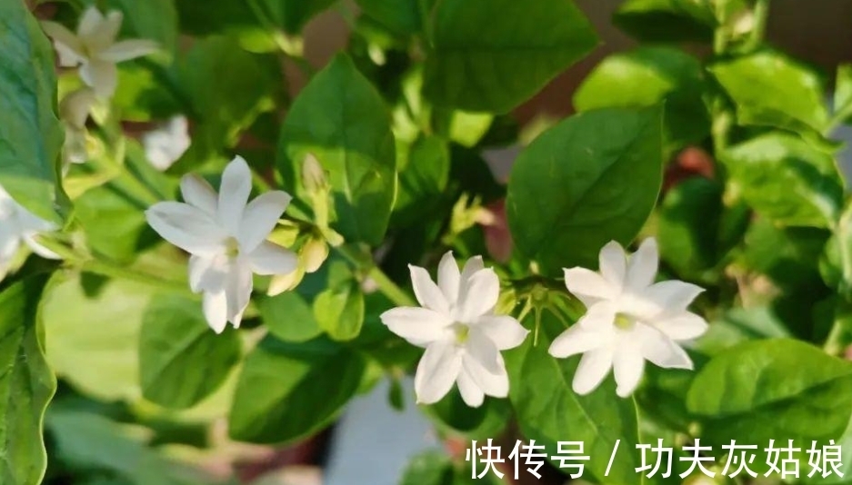 冬日给盆栽补水使用哪些溶液效果更好?这2样均比自来水合适阿