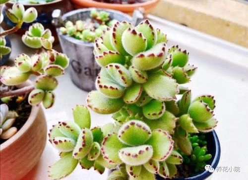 4种多肉怕过夏天，要提前做好养护，防止出现腐烂