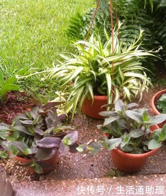 吊兰促进长匍匐分枝的秘诀，茎叶枯萎要怎么解救！