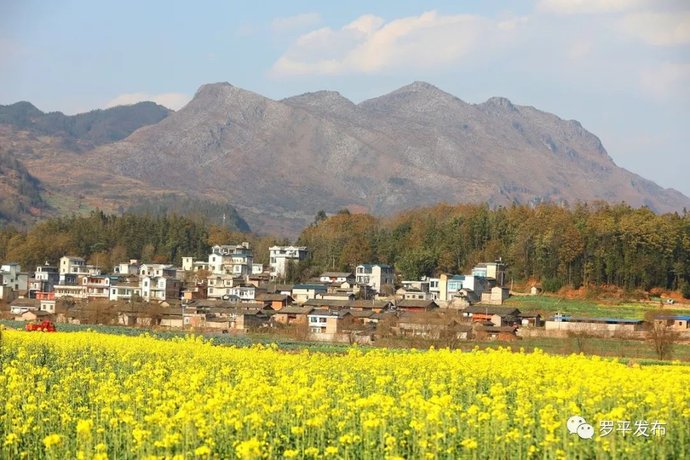 央视聚焦斗南花市：年宵花卖得非常火爆！——昆明广播电视台