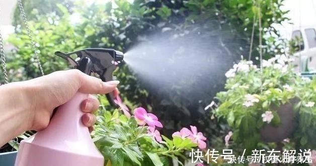蚊香|浇水时加点小东西，植物用了呼呼长，连肥料都省了！