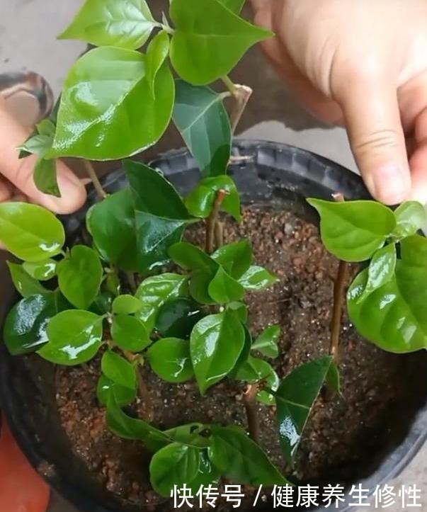 三角梅换盆套个“方便袋”,怎么折腾都不黄,成活率百分百!