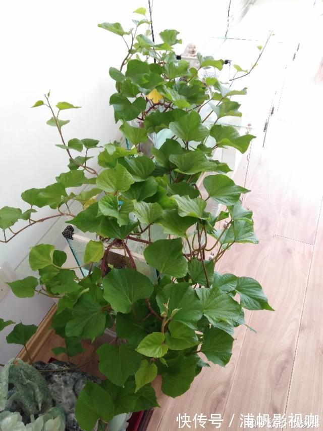 水培|2个月没在家,厨房的菜变成小森林,再也不用买花了!水培蔬菜盆