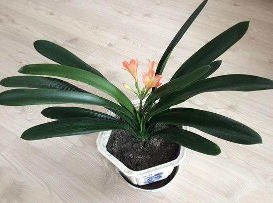 打理好君子兰关键在它们,盆栽做到位,叶片油绿有光泽、易爆盆