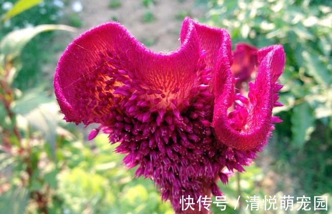 此花所代表的是真挚的爱情,就像是鸡冠子一样的花,在秋季开花