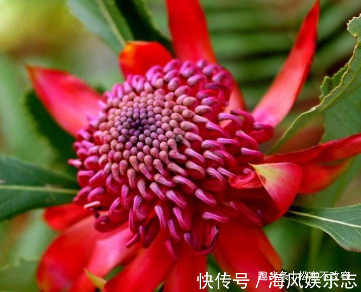 开花|几种花养家里，堪称是“开花机器”，养在阳台极美