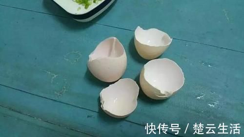 蟹爪兰不开花，盆里扔个“蛋”，变成“钢锯叶”，花开满枝头！