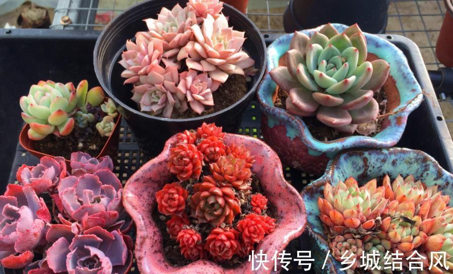 冬天养多肉植物,3个方面考虑周到,安全过冬,不烂根不黑腐