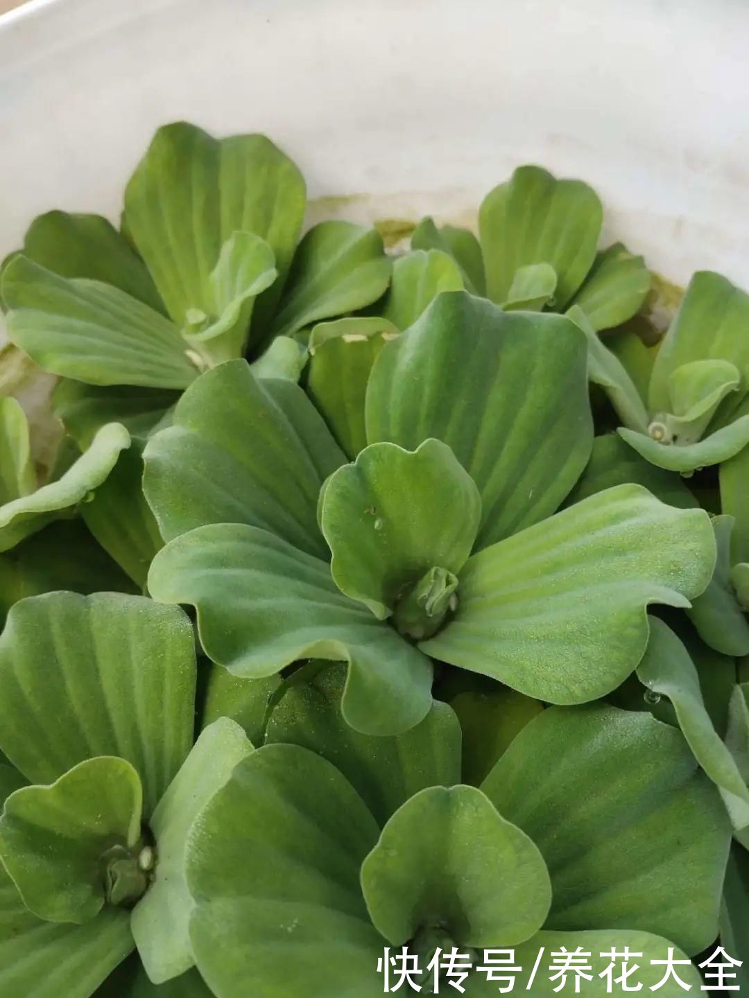 叶片|10种花太能喝水，一天一瓢水，7天爆满缸