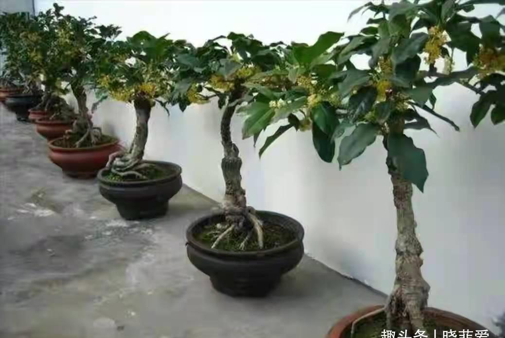 佛手|院子里适合种7种“镇宅树”,随便种一棵,“旺财添福”更旺家