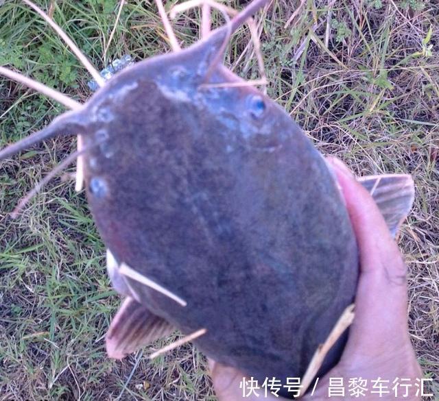 鱼王？东莞石马河“巨型胡子鲶”被钓起，钓友：再大，也不敢吃