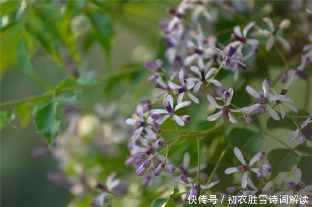 晚春花信风之楝花六首 蔌蔌清香细 又见春光到楝花 全网搜