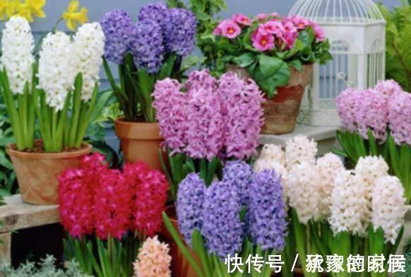 15种花有毒，家里有老人、小孩、孕妇或宠物的，要慎养